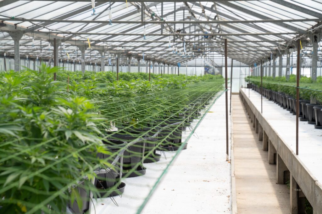 CBD